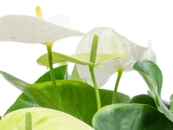 BLOOMIQUE - Lot de 2 - anthurium - plante flamant rose - blanc - 30-40 cm de haut - pot 12 cm