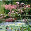 BLOOMIQUE - Lot de 3 - butomus umbellatus - butome en ombelle - plantes de bassin - 15-25 cm de haut - pot 9 cm