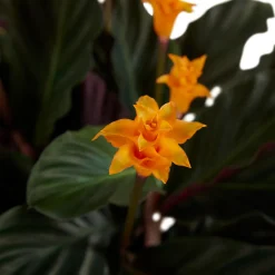 BLOOMIQUE - Lot de 2 - calathea crocata - plante d'intérieur - hauteur 30-40 cm - pot de 12 cm