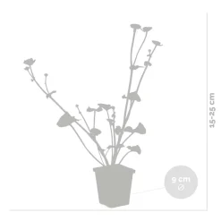 BLOOMIQUE - Lot de 6 - caltha palustris - populage des marais - plantes de bassin - hauteur 15-25 cm - pot 9 cm
