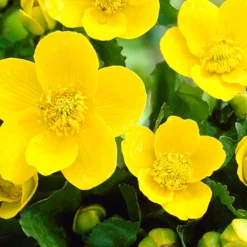 BLOOMIQUE - Lot de 6 - caltha palustris - populage des marais - plantes de bassin - hauteur 15-25 cm - pot 9 cm