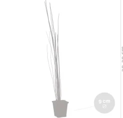 BLOOMIQUE - Lot de 3 - equisetum japonicum - prêle du japon - plantes de bassin - hauteur 20-30 cm - pot 9 cm