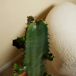 BLOOMIQUE - Lot de 2 - euphorbia acrurensis - euphorbe - cactus - 60-70 cm de haut - pot 17 cm