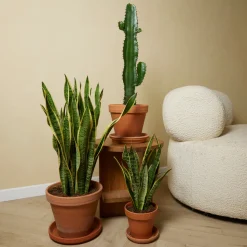 BLOOMIQUE - Lot de 2 - euphorbia acrurensis - euphorbe - cactus - 60-70 cm de haut - pot 17 cm