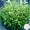 BLOOMIQUE - Lot de 2 - fargesia rufa - bambou - non traçant - rustique - hauteur 40-60 cm - pot 17 cm