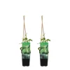 BLOOMIQUE - Lot de 2 - humulus lupulus - plante de houblon - pot 15 cm - 70-80 cm de haut
