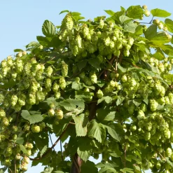 BLOOMIQUE - Lot de 2 - humulus lupulus - plante de houblon - pot 15 cm - 70-80 cm de haut