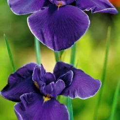 BLOOMIQUE - Lot de 6 - iris kaempferi - iris du japon - violet - plantes de bassin - hauteur 20-30 cm - pot 9 cm