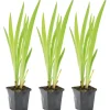 BLOOMIQUE - Lot de 3 - iris versicolor - iris versicolore - plantes de bassin - hauteur 20-30 cm - pot 9 cm