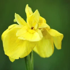 BLOOMIQUE - Lot de 3 - iris pseudacorus - iris jaune - plantes de bassin - hauteur 20-30 cm - pot 9 cm
