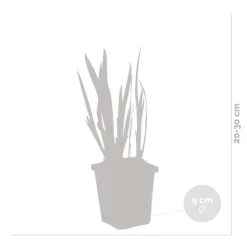 BLOOMIQUE - Lot de 6 - iris pseudacorus - iris jaune - plantes de bassin - hauteur 20-30 cm - pot 9 cm