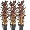 BLOOMIQUE - Lot de 6 - lobelia queen victoria - lobélie cardinalis - hauteur 20-30 cm - pot 9 cm