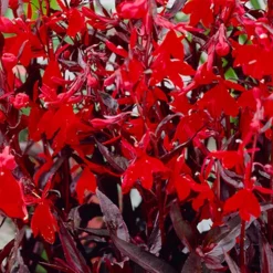 BLOOMIQUE - Lot de 6 - lobelia queen victoria - lobélie cardinalis - hauteur 20-30 cm - pot 9 cm
