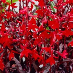 BLOOMIQUE - Lot de 3 - lobelia queen victoria - lobélie écarlate - rouge - hauteur 20-30 cm - pot 9 cm