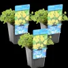 BLOOMIQUE - Lot de 3 - lysimachia nummularia - herbe aux écus - plantes de bassin - 10-20 cm de haut - pot 9 cm