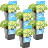 BLOOMIQUE - Lot de 6 - lysimachia nummularia - herbe aux écus - plantes de bassin - 10-20 cm de haut - pot 9 cm