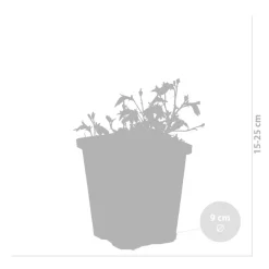 BLOOMIQUE - Lot de 3 - mazus reptans - mazus rampant - plantes de bassin - hauteur 10-20 cm - pot 9 cm