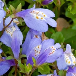 BLOOMIQUE - Lot de 6 - mazus reptans - mazus rampant - plantes de bassin - hauteur 10-20 cm - pot 9 cm