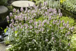BLOOMIQUE - Lot de 6 - mentha aquatica - menthe aquatique - plantes de bassin - 10-20 cm de haut - pot 9 cm