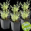 BLOOMIQUE - Lot de 6 - myosotis palustris - myosotis des marais - hauteur 10-20 cm - pot 9 cm