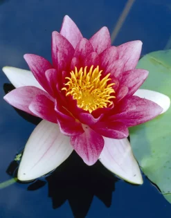 BLOOMIQUE - Lot de 2 - nymphaea attraction - nénuphar - rouge - plantes de bassin - hauteur 10-20 cm - pot 11 cm