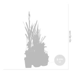 BLOOMIQUE - Lot de 6 - plantes de bassin favorables aux insectes - zone bassin 1-2 - 15-25 cm de haut - pot 9 cm