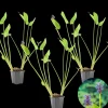BLOOMIQUE - Lot de 3 - pontederia cordata - jacinthe d’eau - pontédérie - hauteur 10-20 cm - pot 9 cm