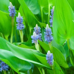 BLOOMIQUE - Lot de 3 - pontederia cordata - jacinthe d’eau - pontédérie - hauteur 10-20 cm - pot 9 cm