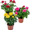 BLOOMIQUE - Lot de 3 - rosiers nains - rouge, jaune, rose - 20-30 cm de haut - pot 12 cm