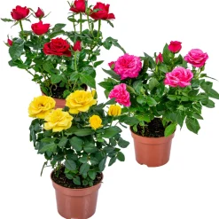 BLOOMIQUE - Lot de 3 - rosiers nains - rouge, jaune, rose - 20-30 cm de haut - pot 12 cm