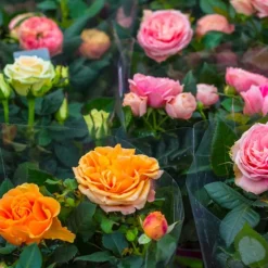 BLOOMIQUE - Lot de 3 - rosiers nains - rouge, jaune, rose - 20-30 cm de haut - pot 12 cm