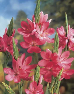 BLOOMIQUE - Lot de 6 - schizostylis 'mrs hegarty' - lis des cafres rose - 10-20 cm de haut - pot 9 cm