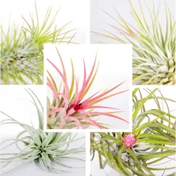 BLOOMIQUE - Lot de 3 - tillandsia en verre - plantes aériennes - plantes d’intérieur - taille 5-15 cm
