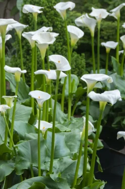 BLOOMIQUE - Lot de 3 - zantedeschia aethiopica - arum blanc - plantes de bassin - 10-20 cm de haut - pot 9 cm