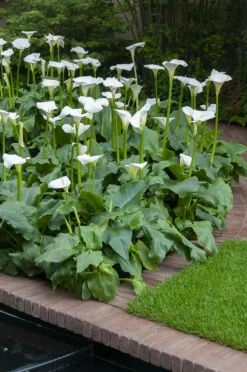 BLOOMIQUE - Lot de 3 - zantedeschia aethiopica - arum blanc - plantes de bassin - 10-20 cm de haut - pot 9 cm