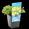 BLOOMIQUE - Lysimachia nummularia - herbe aux écus - plantes de bassin - 10-20 cm de haut - pot 9 cm