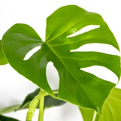 BLOOMIQUE - Monstera deliciosa - plante à trous - plantes d’intérieur - hauteur 70-80 cm - pot 21 cm