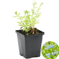 BLOOMIQUE - Myosotis palustris - myosotis des marais - plantes de bassin - hauteur 10-20 cm - pot 9 cm