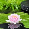 BLOOMIQUE - Nymphaea wilfron gonnere - nénuphar - rose - plantes de bassin - hauteur 10-20 cm - pot 11 cm