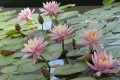 BLOOMIQUE - Nymphaea wilfron gonnere - nénuphar - rose - plantes de bassin - hauteur 10-20 cm - pot 11 cm