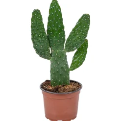 BLOOMIQUE - Opuntia rubescens - cactus raquette 'road kill' - cactus d’intérieur - 20-30 cm de haut - pot 12 cm