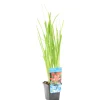 BLOOMIQUE - Schizostylis 'mrs hegarty' - lis des cafres rose - glaïeul des marais - 10-20 cm de haut - pot 9 cm