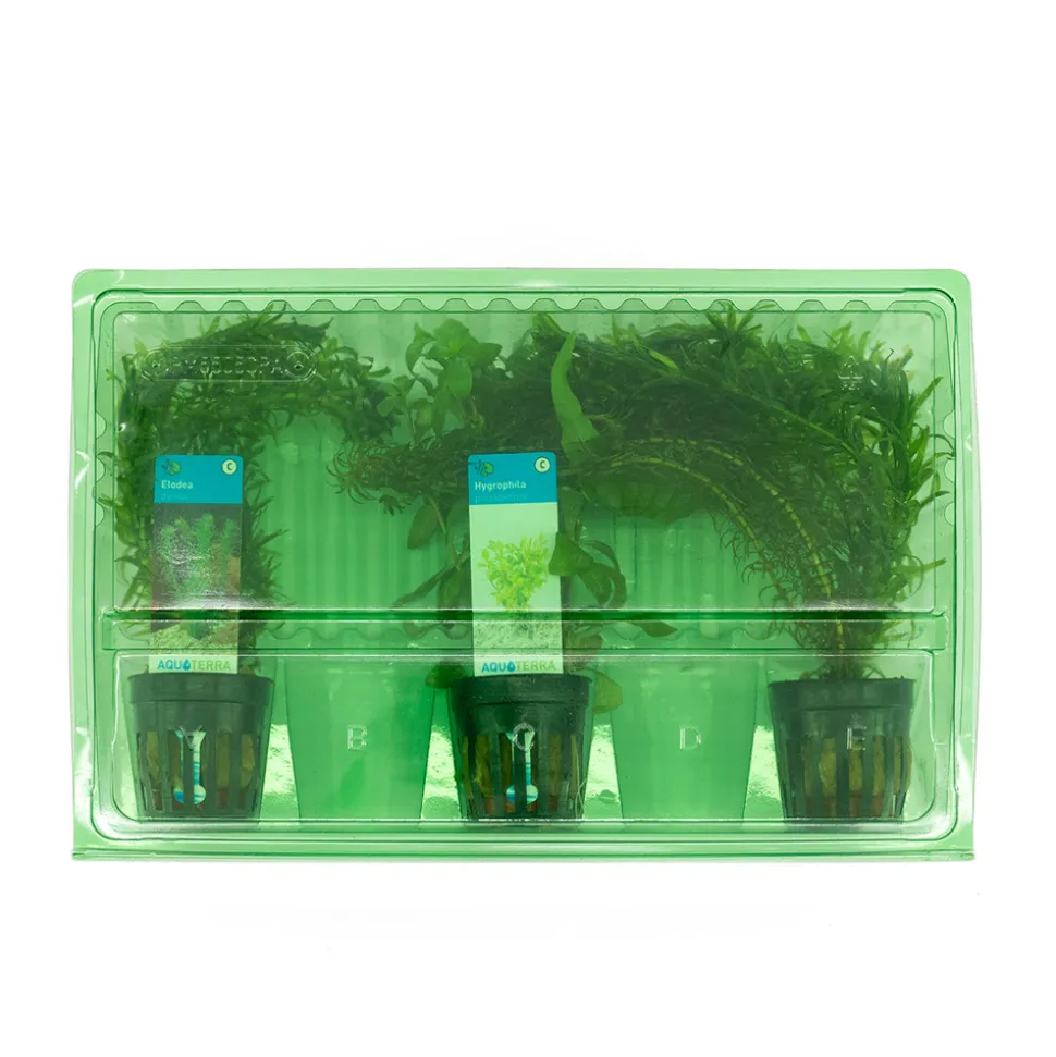 BLOOMIQUE - Set de 3 - plantes d'aquarium véritables - accessoires d'aquarium - hauteur 15-20 cm