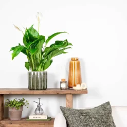 BLOOMIQUE - Spathiphyllum - fleur de lune - plante d’intérieur - dépolluante - 60-80 cm de haut - pot 17 cm