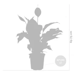 BLOOMIQUE - Spathiphyllum - fleur de lune - plante d’intérieur - dépolluante - 60-80 cm de haut - pot 17 cm