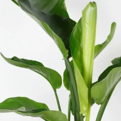 BLOOMIQUE - Strelitzia nicolai - plante strelitzia - oiseau de paradis - hauteur 70-80 cm - pot de 17 cm