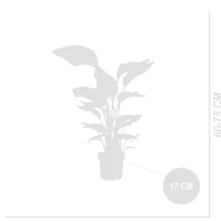 BLOOMIQUE - Strelitzia nicolai - plante strelitzia - oiseau de paradis - hauteur 70-80 cm - pot de 17 cm