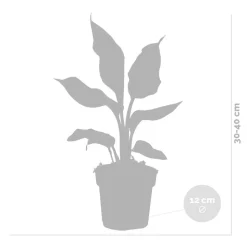 BLOOMIQUE - Strelitzia reginae - oiseau de paradis - plante d’intérieur - hauteur 30-40 cm - pot 12 cm