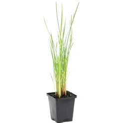 BLOOMIQUE - Typha latifolia - grand massette - cigare des marais - 15-25 cm de haut - pot 9 cm