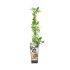 BLOOMIQUE - Vaccinium corymbosum 'goldtraube' - myrtille - plantes fruitières - ⌀14 cm - hauteur 60-70cm